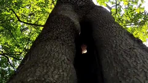 Funny hole tree