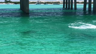 Playful Dolphin at Crab Island