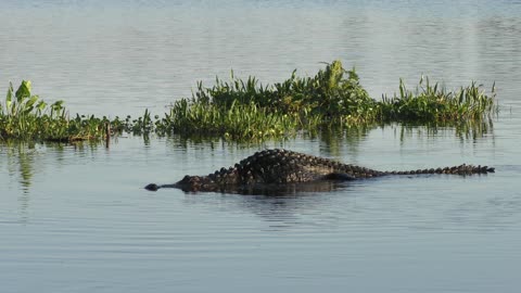 Huge American alligator in a lake