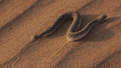 The sand viper ,cerastes viper in deserts
