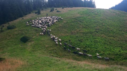 Carpathians, Ukraine. Flock of sheeps on pasture, top view