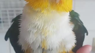 Wet parrot is sooo cute