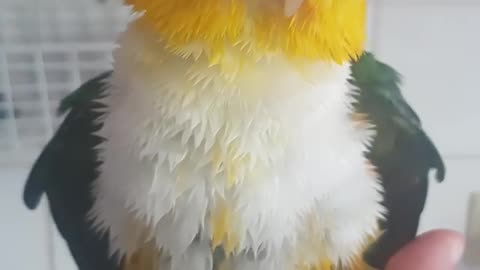 Wet parrot is sooo cute
