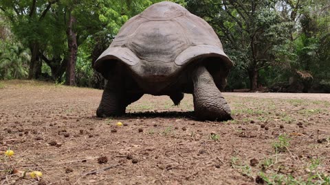 Back View of a Giant Tortoise Walking in a Forest