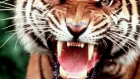 Tiger's 'Vengeance'