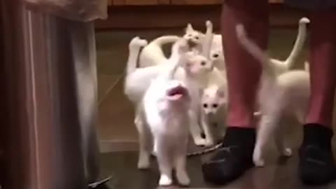 Funny Kittens DEMAND Cake!