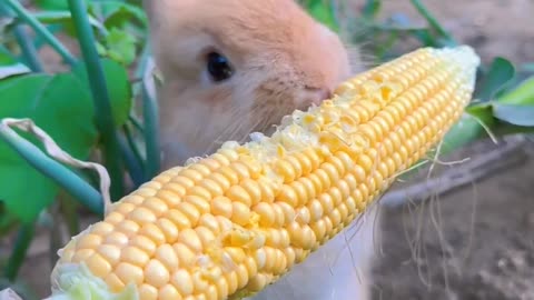 Funny animal videos/ pet videos/Animals cute videos |Rabbit funny video