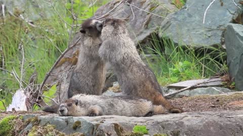Funny Marmots sharing a Kiss after a Fight