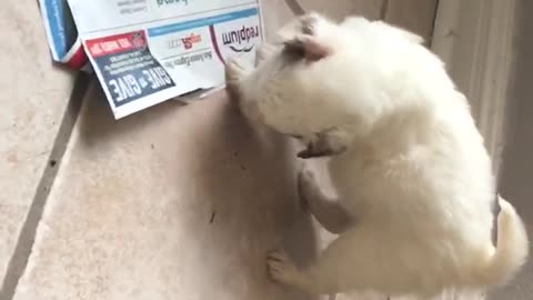 Small white dog trying to rip newspaper