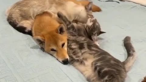 Dog cuddling with cats on the bed