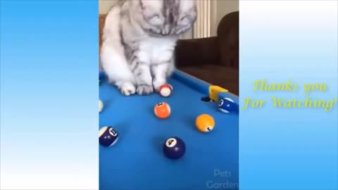 Funniest Animals 🐧 - Awesome Funny Animals' Life Videos 😁 - Cutest Cats and Dogs 3