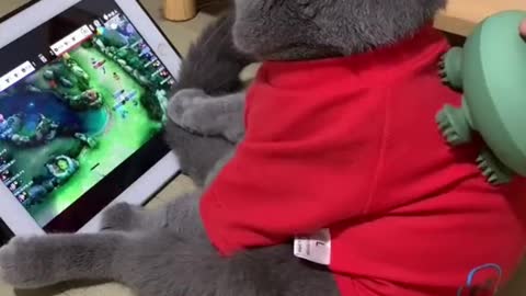 Cat is playing a game ipad cute cat # cats