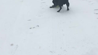 Black lab and his toy