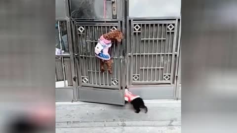 Watch how the dog opens and closes the door again