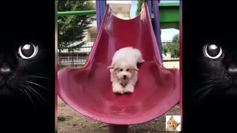 Dogs Cute and Funny Dog Videos LoL