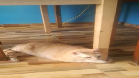 Gato gracioso juega con las patas de una mesa