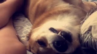 Dog sleeping with teeth sticking out