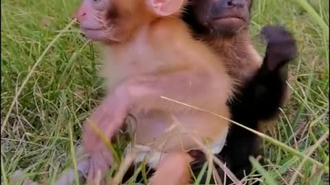 Two cute monkeys never leave