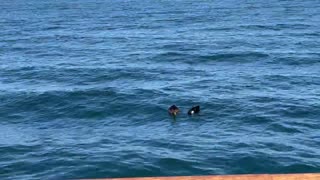 🦆 ducks at Lake Erie dobbins landing
