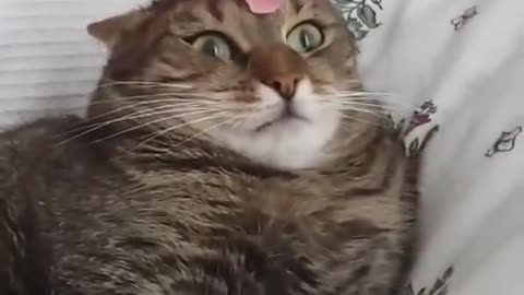 Cat that doesn't like flowers