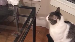 Cat fidget spinner glass table