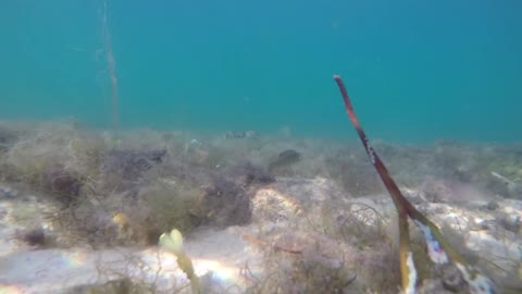 Underwater Shot Of Small Atlantic Fish Swimming Above Sea Weed In Ocean