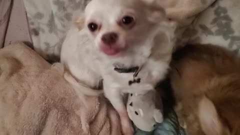 Schmoo the Chihuahua (pregnant)