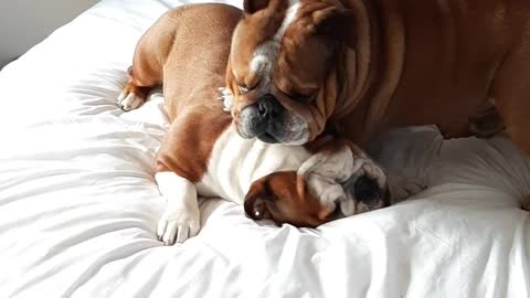 English Bulldogs play-fight all over their owner's bed