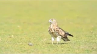 Dramatic Fight Between Eagle And Snake Caught On Camera