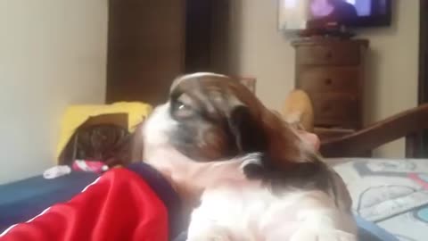 Cachorrito bebe llorando