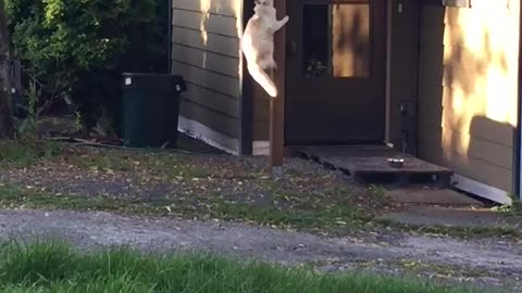 Athletic cat climbs post onto roof