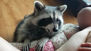 Raccoon sits down and eats snacks.