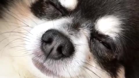 Black and white fluffy chihuahua laying on back being scratched on belly