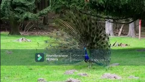 A Peacock Displays His Colorful Feathers With All Pride