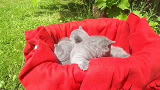 First outside exerience for 5 british shorthair kittens