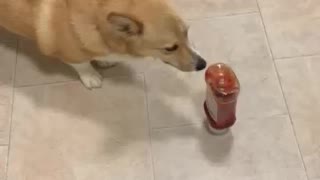 Corgi scared of Ketchup Bottle