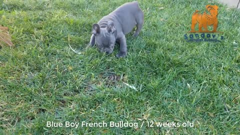 Beautiful French Bulldog Puppies YOU WON'T BELIEVE