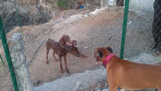 Doberman Dog Vs Boxer Dog