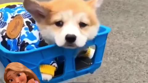 Funny puppy videos, doggy vdeos, pet videos, skating dogs