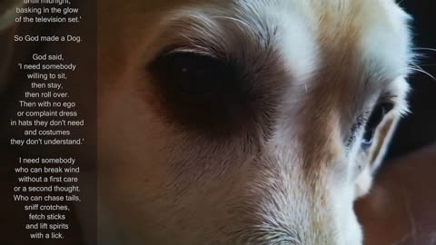 My SWEET dog Labrador/Retriever age 7 years - POEM: GOD MADE A DOG