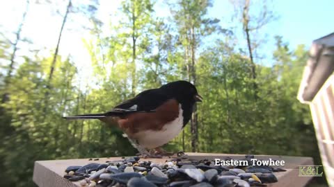 Eastern Towhee - House Finch