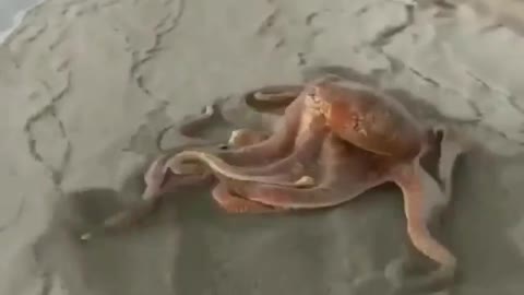 The octopus escapes from the fisherman 😁