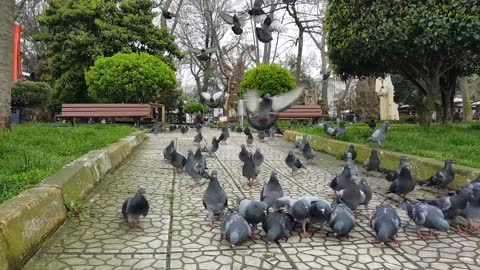 Adorable Herd Of Gray Pigeon Bird