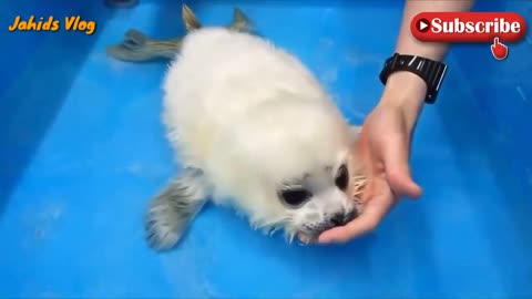 Cute Baby Seal First Time Swim 😍