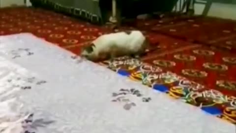 cats reaction against stuff