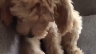 Brown fluffy dog shakes hands with owner on couch