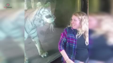 Simply Amazing..Tiger Senses Woman Is Pregnant