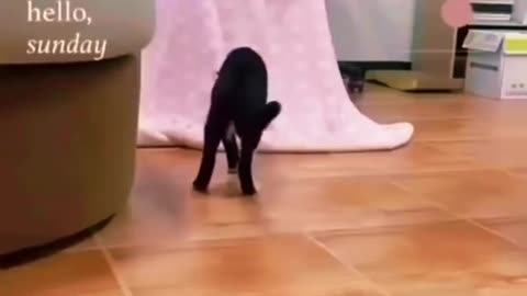 Animals prank video **Animal funny video**😺😍😅😂