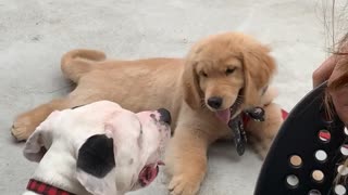 Puppy Desperately Attempts To Play With A Service Dog