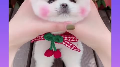 Cute and funny pomeranian